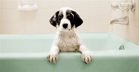 Pups and suds - Give them the opportunity to serve you. You will be very happy and so will your pet. - Ruth L. YesSuits. Contact us today at (312) 758-1226 in Chicago, Illinois to schedule an appointment to drop off your pet for our bath and grooming services.
